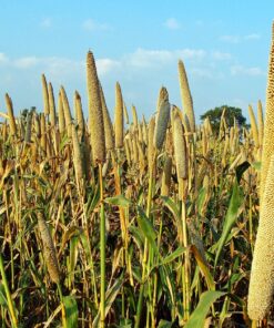 Pearl Millet Flour (Bajra Flour)