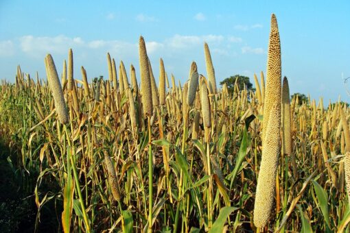 Pearl Millet Flour (Bajra Flour)