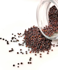 Mustard Seeds (Sarson/Rai)